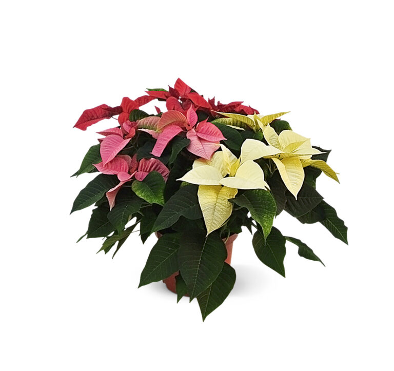 Poinsettia-21cm-carnaval-1