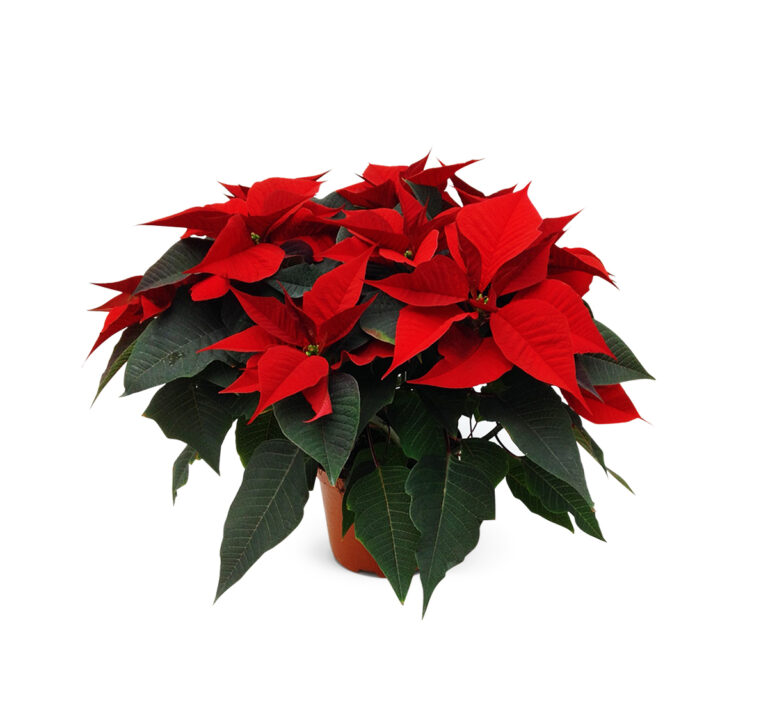 Poinsettia-21cm-rood-1