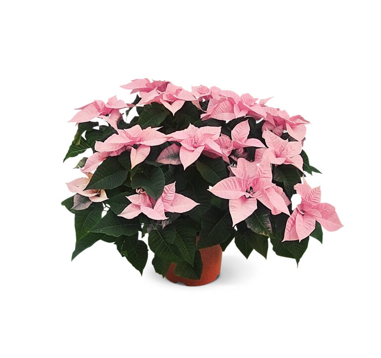 Poinsettia-21cm-roze-1