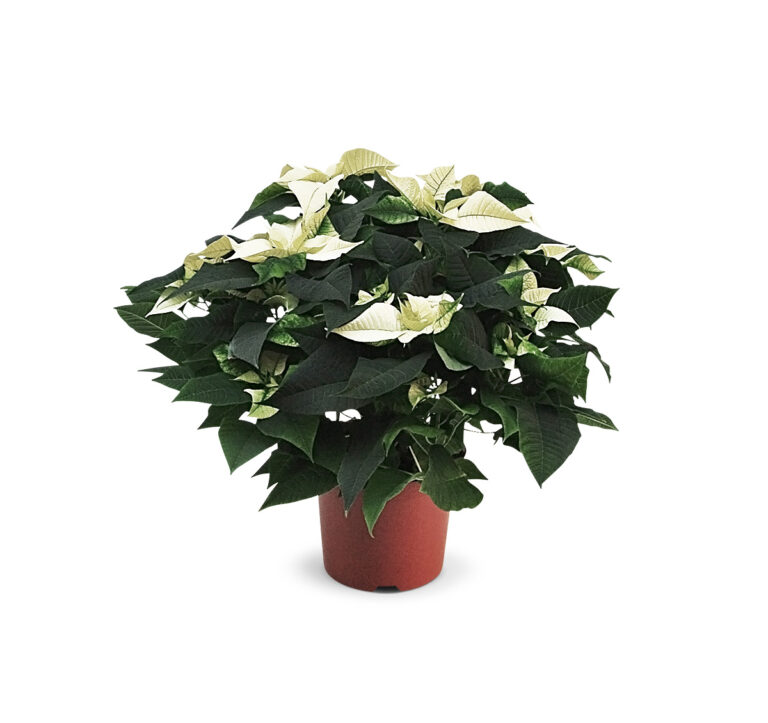 Poinsettia-21cm-wit-1