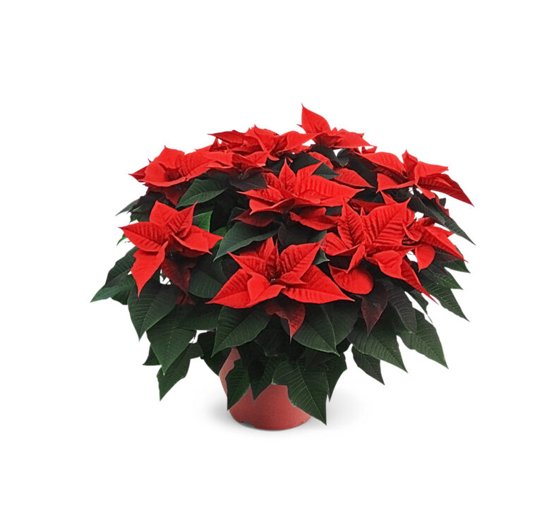 Poinsettia-32cm-rood-1