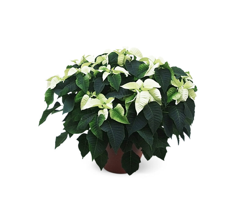 Poinsettia-32cm-wit-1