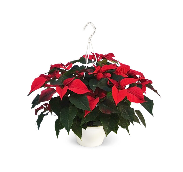 Poinsettia-Hangpot-21cm-rood-1