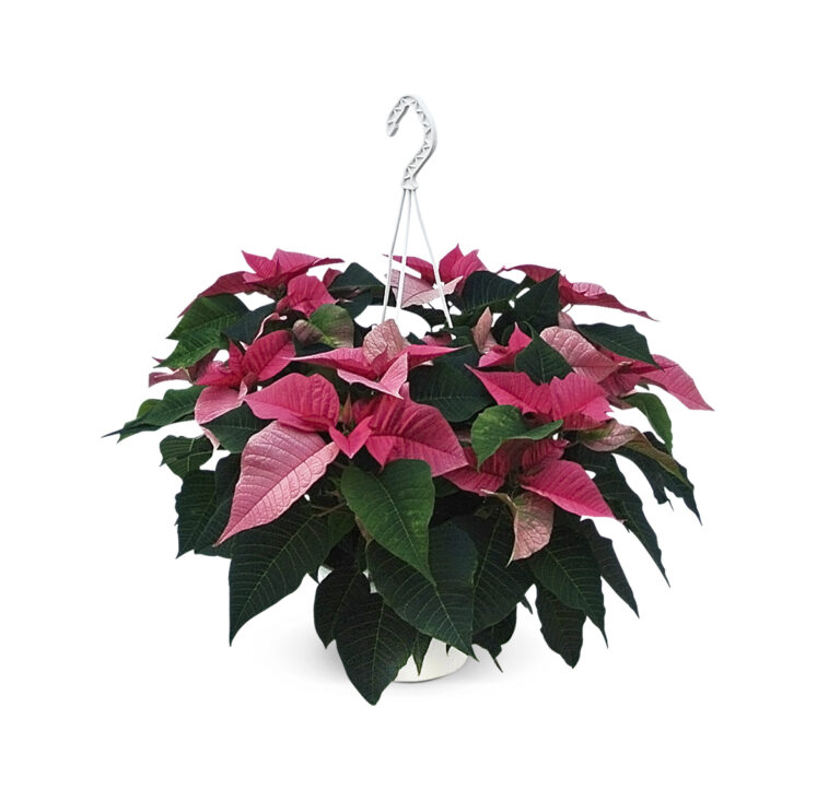 Poinsettia-Hangpot-21cm-roze-1