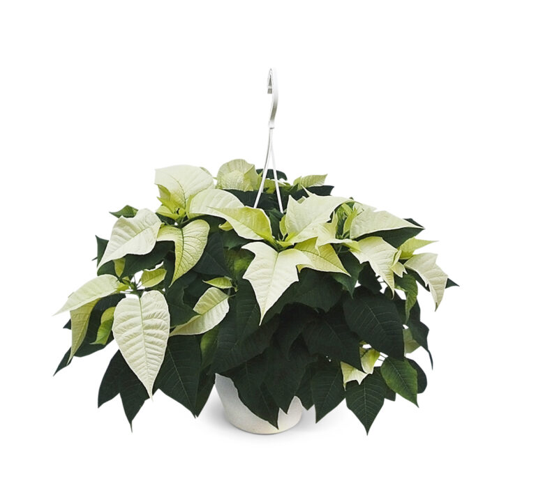 Poinsettia-Hangpot-21cm-wit-1