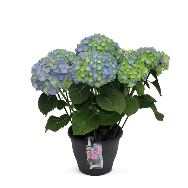 TVL-Hortensia_23cm_Bela
