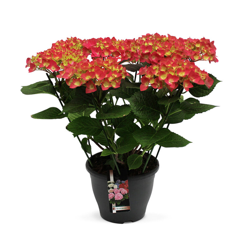 TVL-Hortensia_23cm_Leuchtfeuer