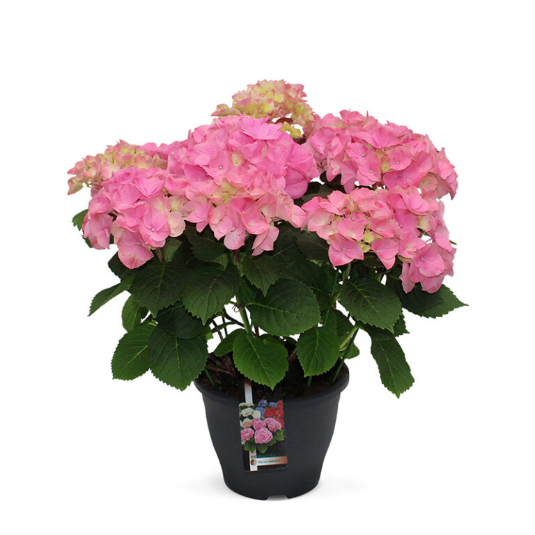TVL-Hortensia_23cm_Rosita