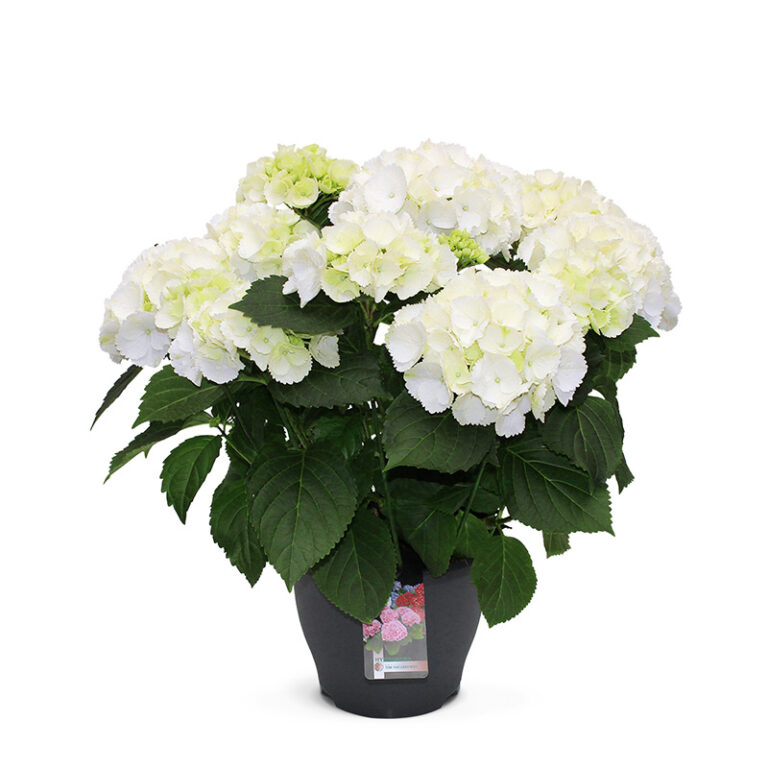 TVL-Hortensia_23cm_Schneeball