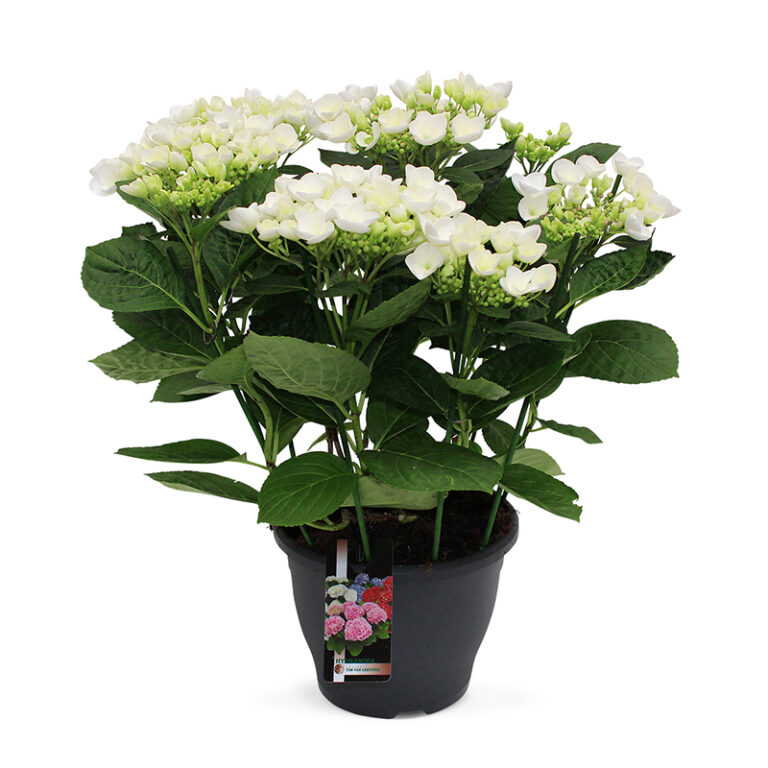 TVL-Hortensia_23cm_Snow