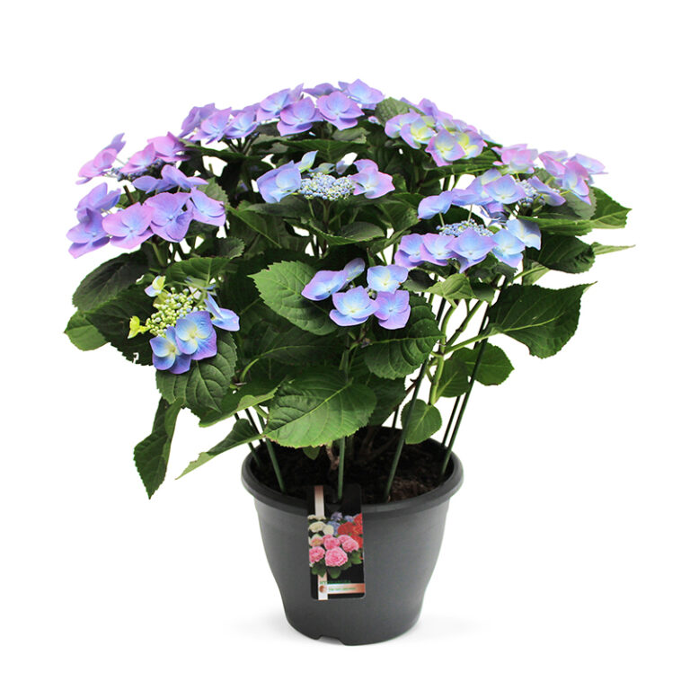 TVL-Hortensia_26cm_BlueSky