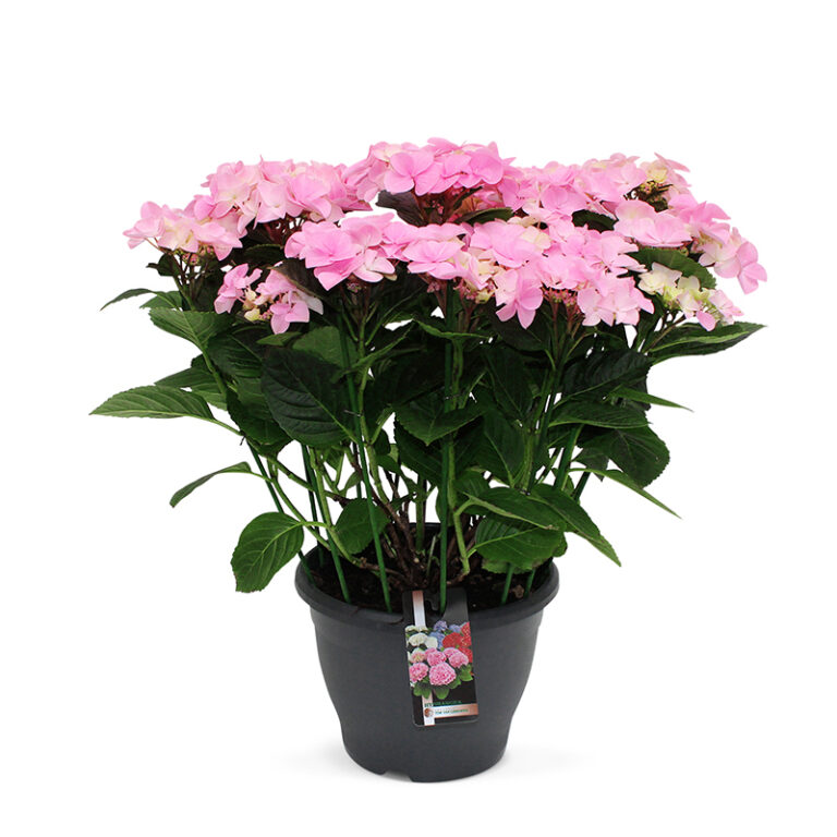 TVL-Hortensia_26cm_Mirage
