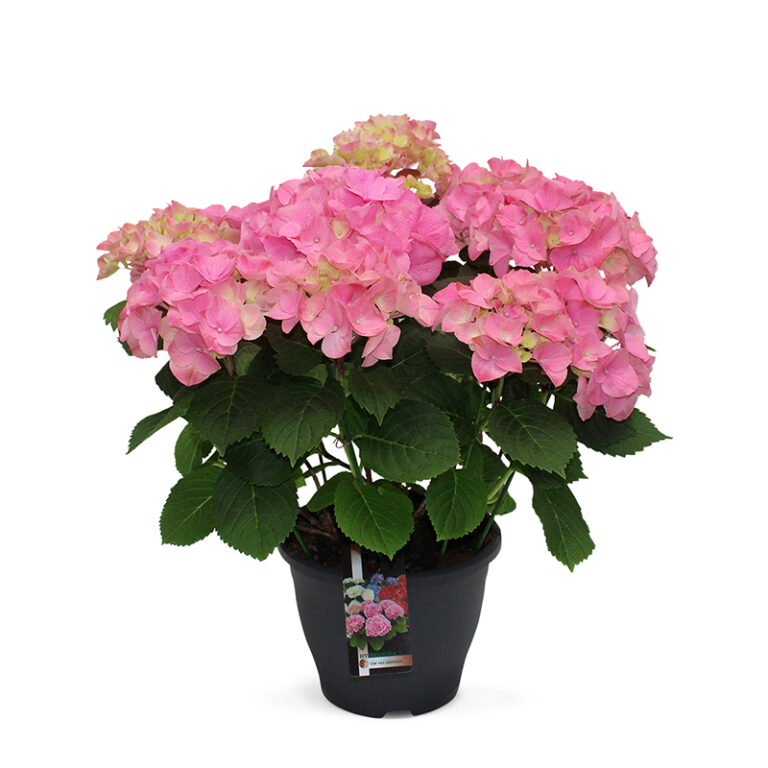 TVL-Hortensia_26cm_Rosita