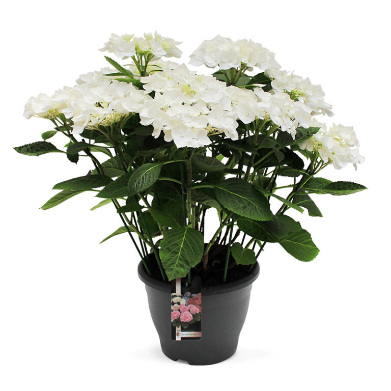 TVL-Hortensia_26cm_Snow
