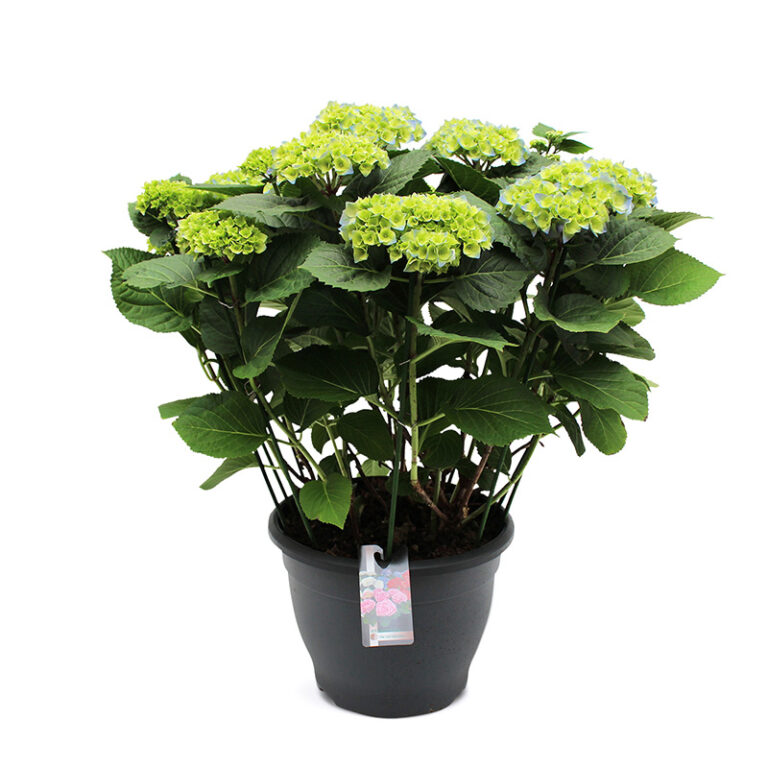 TVL-Hortensia_32cm_Bela