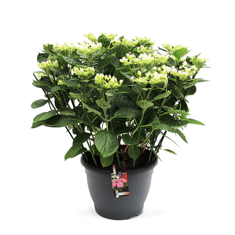 TVL-Hortensia_32cm_Snow